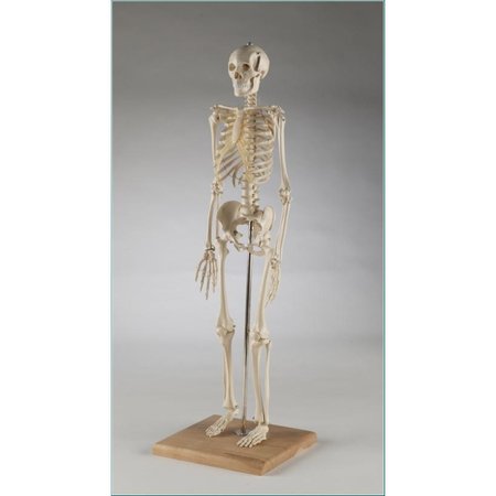 DENOYER-GEPPERT Anatomical Model, Min Skeleton w/Flexible Spine S28X